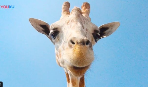 AE模板-12组有趣的MG图形转场动画 Funny Shape Transitions