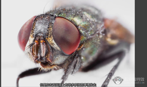 影微距摄影高级进阶教程-中英文字幕